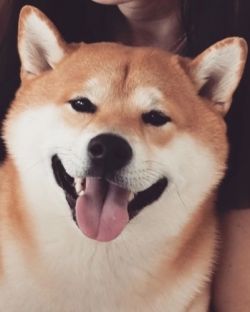 picture of dog