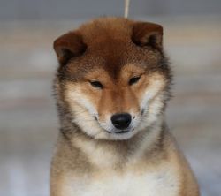 picture of dog