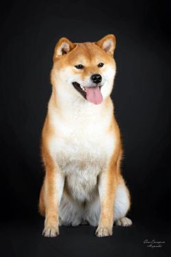 picture of dog