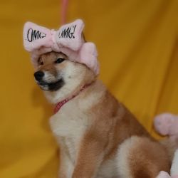 picture of dog