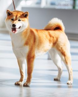 picture of dog
