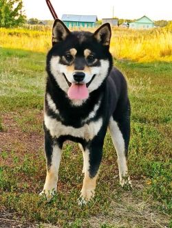 picture of dog