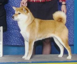 picture of dog