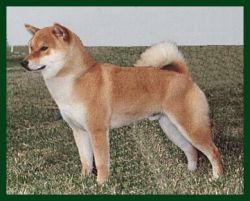 picture of dog