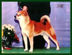 picture of dog