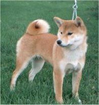 picture of dog