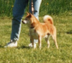 picture of dog