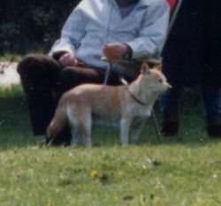 picture of dog