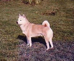 picture of dog
