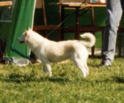 picture of dog