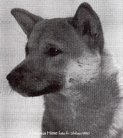 picture of dog