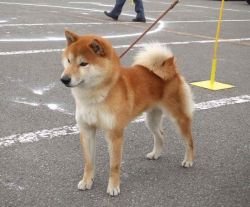 picture of dog