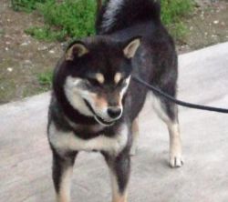 picture of dog