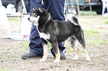 picture of dog