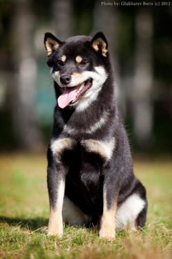 picture of dog
