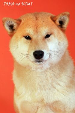 picture of dog