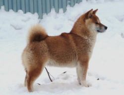 picture of dog