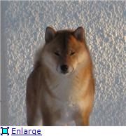 picture of dog