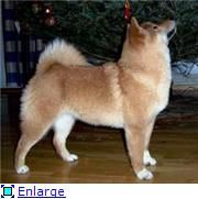picture of dog