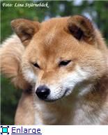 picture of dog