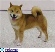 picture of dog