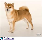 picture of dog