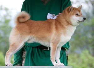 picture of dog