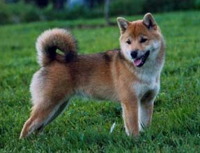 picture of dog