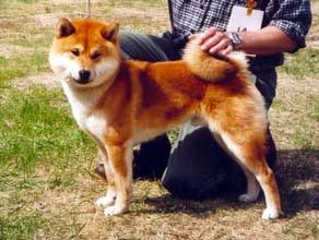 picture of dog