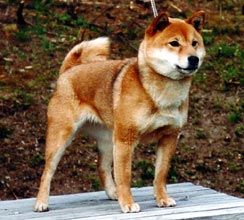 picture of dog