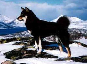 picture of dog