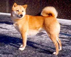 picture of dog