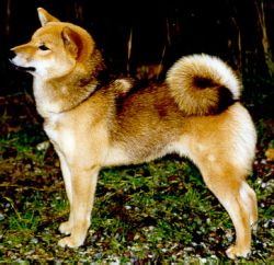 picture of dog