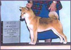 picture of dog