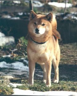 picture of dog
