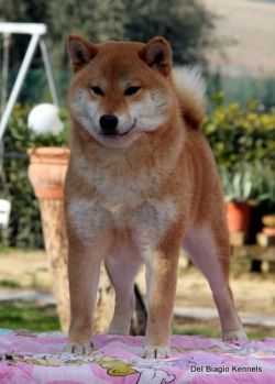 picture of dog