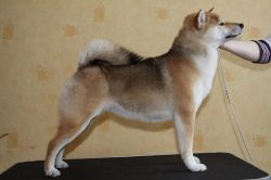 picture of dog