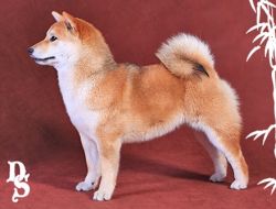picture of dog