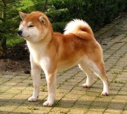 picture of dog
