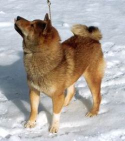picture of dog