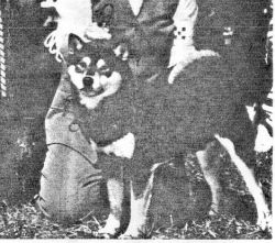 picture of dog