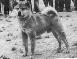 picture of dog