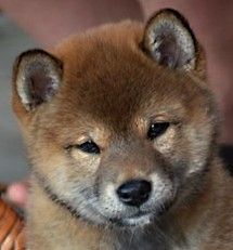 picture of dog
