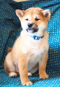 picture of dog