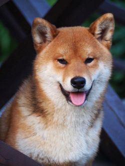 picture of dog