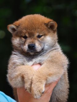 picture of dog