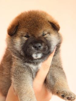 picture of dog