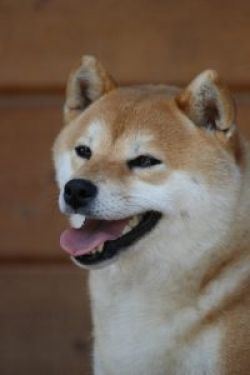 picture of dog