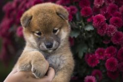 picture of dog