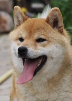picture of dog